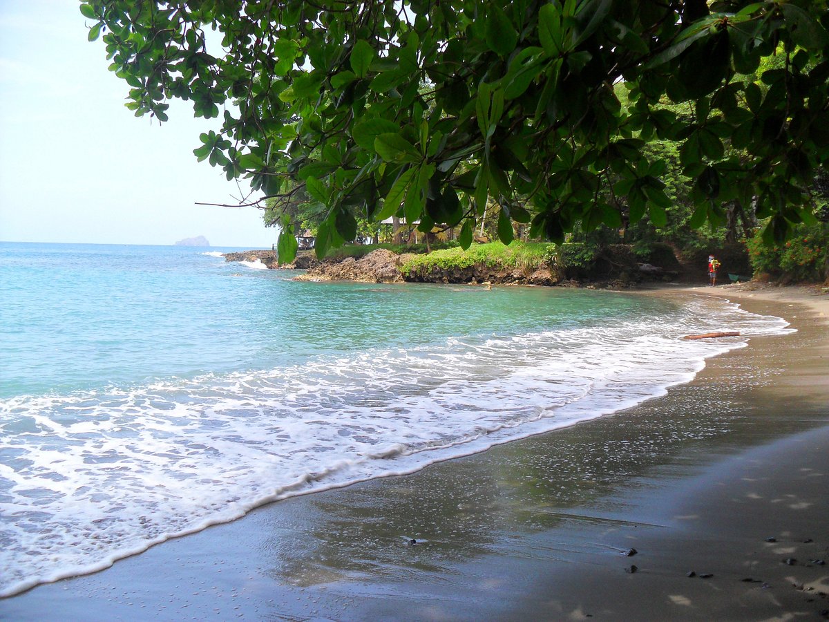 Lush rainforest meeting the calm sea · selva y mar