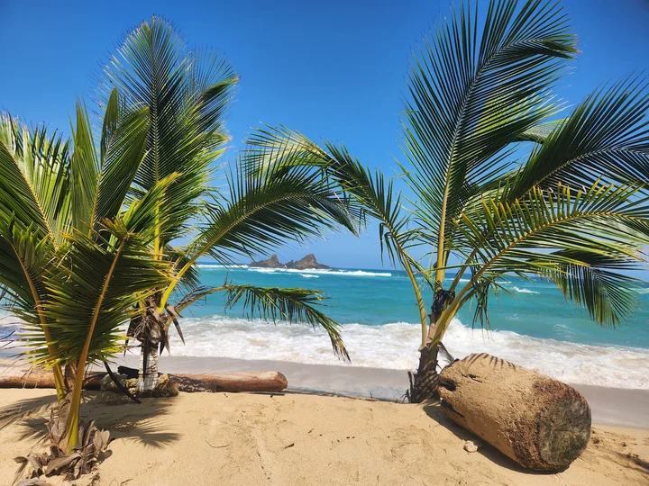 Coconut palms over the turquoise sea · palmas y mar turquesa